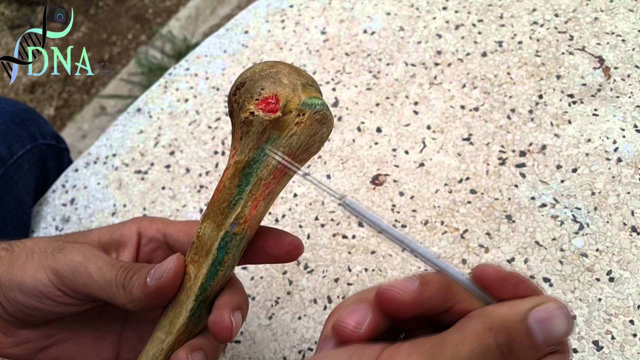 عظم العضد - YouTube