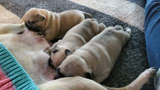 18 day old Pugger's getting mommy's milk!