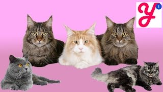 VLOG Идем на выставку котиков: Мэйн Куны и Британские коты - Cats exhibitions VLOG Идем на выставку котиков: Мэйн Куны и Британские коты - Cats exhibitions