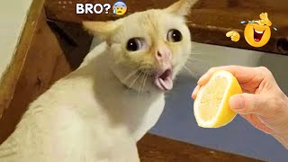 Funniest Animals - Best Of The 2022 Funny Animal Videos #6