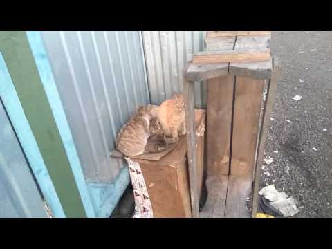 Котики и мой