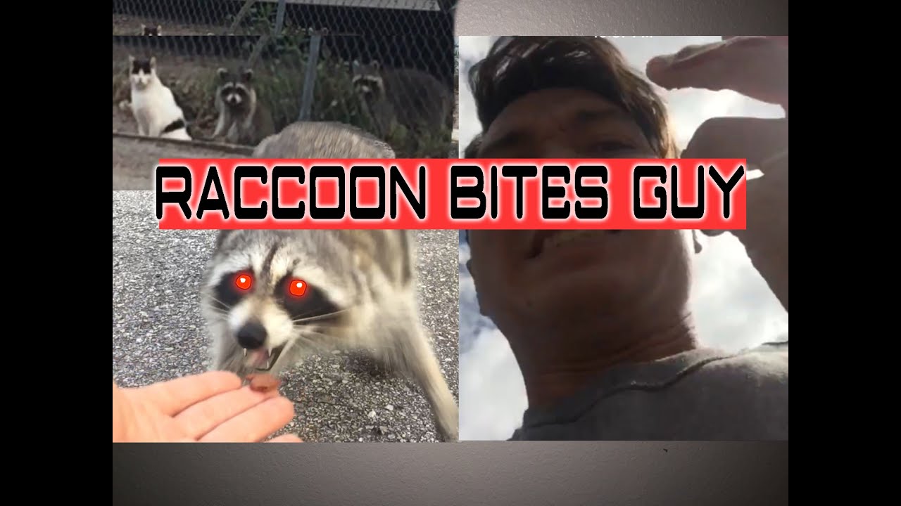 The guy decided to feed the raccoons. When they started to eat, he instantly ran behind the camera. Press Share, make your friends interesting The guy decided to feed the raccoons. When they started to eat, he instantly ran behind the camera. Press Share, make your friends interesting