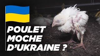 Les élevages sont-ils vraiment pires en Ukraine ?