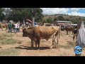 ASI ES EL MERCADO EN EL RANCHO EN MAGDALEA JALTEPEC, NOCHIXTLAN OAXACA.