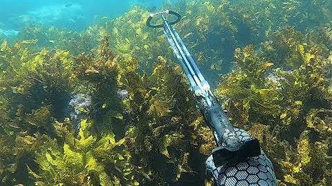 Spearfishing Jervis bay