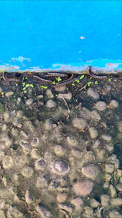 The caterpillars were also watered😅 #shortvideo #shortsfirst #whileworking