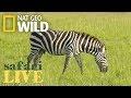 Safari Live - Day 83 | Nat Geo WILD