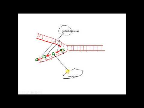 Video: Kodėl DNR polimerazei reikia grunto?