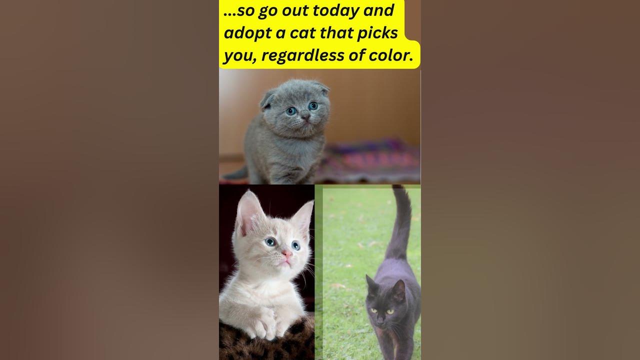 Does a Cat's Fur Color Influence Its Personality? Fun Fact 44 shorts