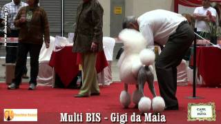 Show Dog Poodle - GIGI DA MAYA FMC SETEMBRO 2011