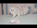 Silver kittens Evan & Eva meet tiny baby cats first time | Cute video with kittens