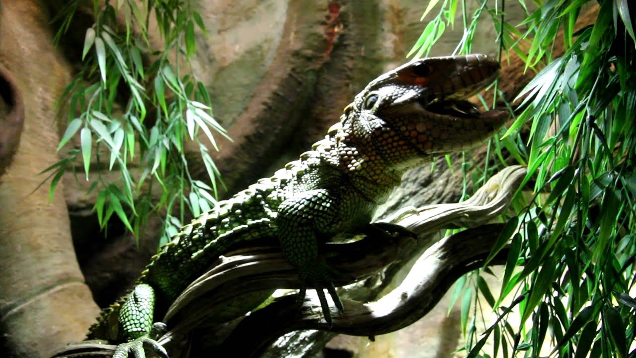 caiman lizard pet kaaimanteju eet net in english