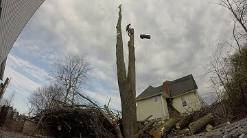 Large Linden tree removal