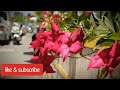 Relaxing Nature to relative whats videos & Song relativ music