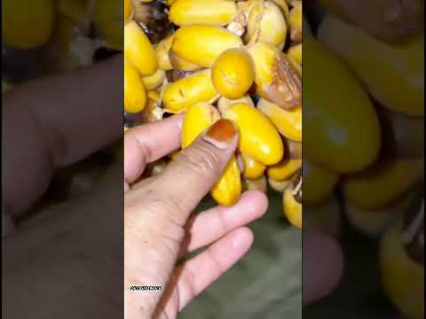 ഈന്തപ്പഴം എല്ലാം പഴുത്തു തുടങ്ങി 😍#shortvideo