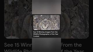 Breathtaking shots|Wonders of wildlife|The threats that human activities pose to the natural world..
