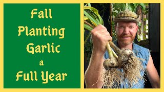 How To Grow PERFECT Garlic  Epic Garlic Harvest WATCH NOW To Plant In The Fall Time!