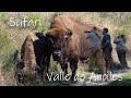 📷 Safari en el Valle de Anciles, Riaño | Bisonte europeo 🦬🐃🦌🐐