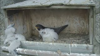Great Spirit Bluff Falcon Cam ~Dramatic Rescue - Michelle Saves Eyas From Falling Off Ledge 5.27.17
