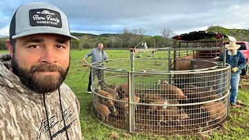 17 Hogs in One Drop! New Record Hog Catch!