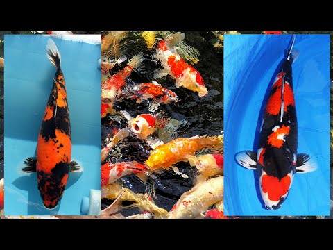 koi-lokal-dan-koi-impor.-inilah-jenis-ikan-koi-showa-terpopuler-/-the-most-popular-showa-koi-fish