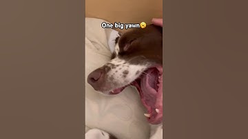 My Springer’s Bedtime Routine 🥱😪💤dog #puppy #doglove