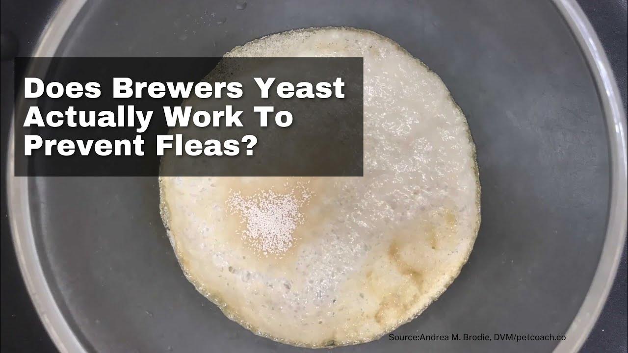Does Brewer's Yeast Actually Work To Prevent Fleas? YouTube