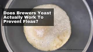 Does Brewer's Yeast Actually Work To Prevent Fleas?