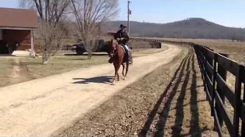 10 yr old chestnut gelding broke the best