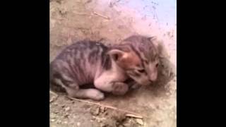 Little Kitten Trying To Meow A1Guri