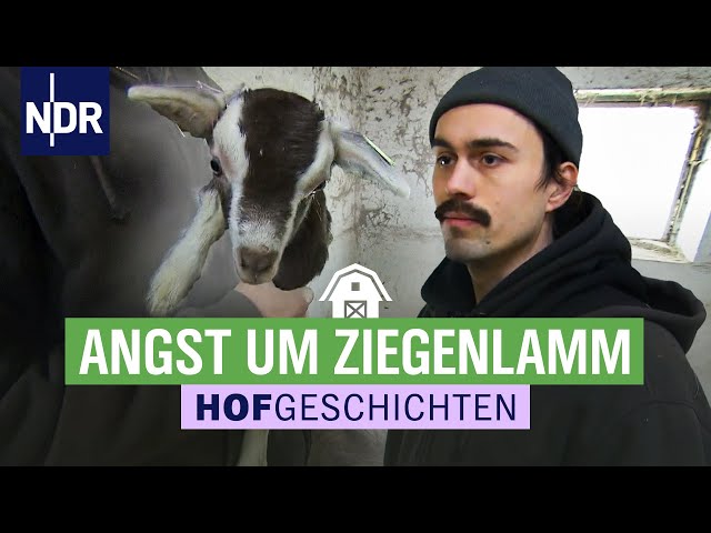 Angst um Ziegenlamm | Hofgeschichten: Leben auf dem Land (275) | NDR