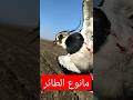 ما نوع الطائر 