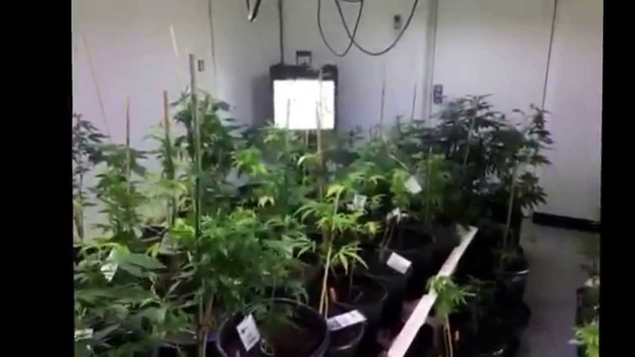 Best Concentrates : Soil to Oil (Veg Room B) MEDICAL MARIJUANA