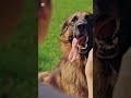 You’re Making Your Dog Bark More—Here’s The Fix