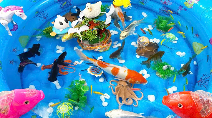 Let's explore what fish and sea creatures there are:sharks,jellyfish#goldfish#animals#viral videos