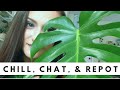 CHILL, CHAT, &amp; REPOT | REPOT A HUGE MONSTERA WITH ME | How to repot plants