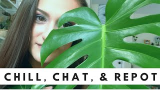 CHILL, CHAT, &amp; REPOT | REPOT A HUGE MONSTERA WITH ME | How to repot plants