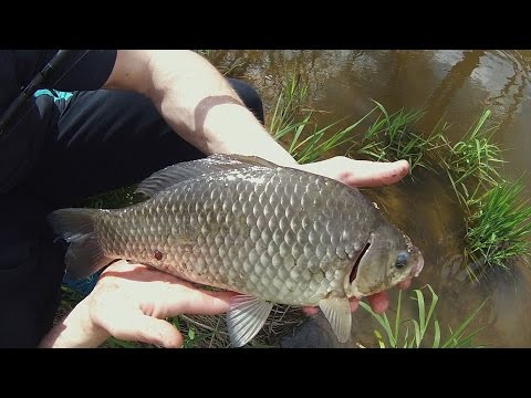 Video: Kur Rasti Karosų