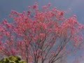 Mi Jardin de Plantas Arbol de Lapacho en Flor