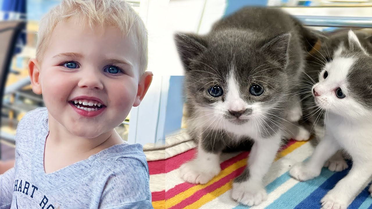 My Baby Nephew Meets Rescue Kittens For The First Time Cat World News my-baby-nephew-meets-rescue-kittens-for-the-first-time-cat-world-news