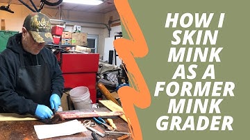 Wild Mink handling by an ex-Mink Grader
