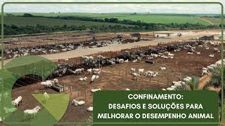 CONFINAMENTO: DESAFIOS E SOLUÇÕES PARA MELHORAR O DESEMPENHO ANIMAL