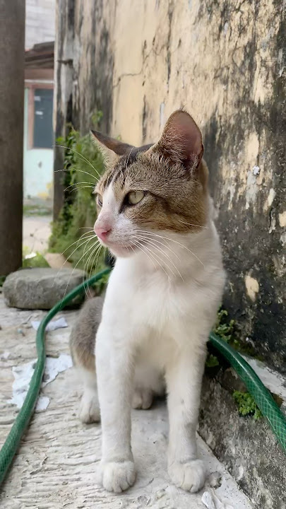 Panggilan manja meong si kucing #fyp #kucing #youtubeshorts