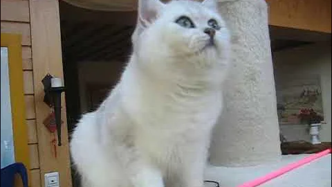 Watch the video about Chinchilla Cats@ Schönweg@ Austria/ Das Englischlied