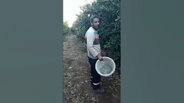 ماهر يا ماهر الأصلي 