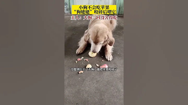 山東煙台。萬物皆有靈！大狗把蘋果咬成小塊餵給孩子吃，自己一口捨不得吃#狗狗#dog - 天天要聞