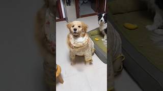 ak dog ne apne malik ki help kiya#dog