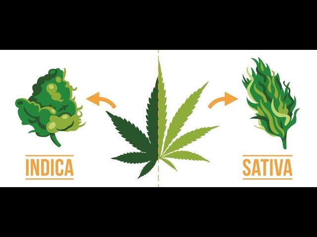 Indica vs. Sativa vs. Hybrid. Whats the difference?