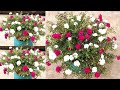 What to give for more flowers in portulaca grandiflora  gardening 4u