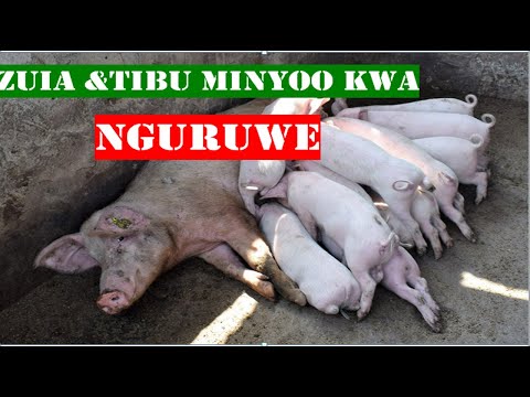 Video: Jinsi Ya Kukusanya Kinyesi Vizuri Kwa Mayai Ya Minyoo Kwa Mtoto